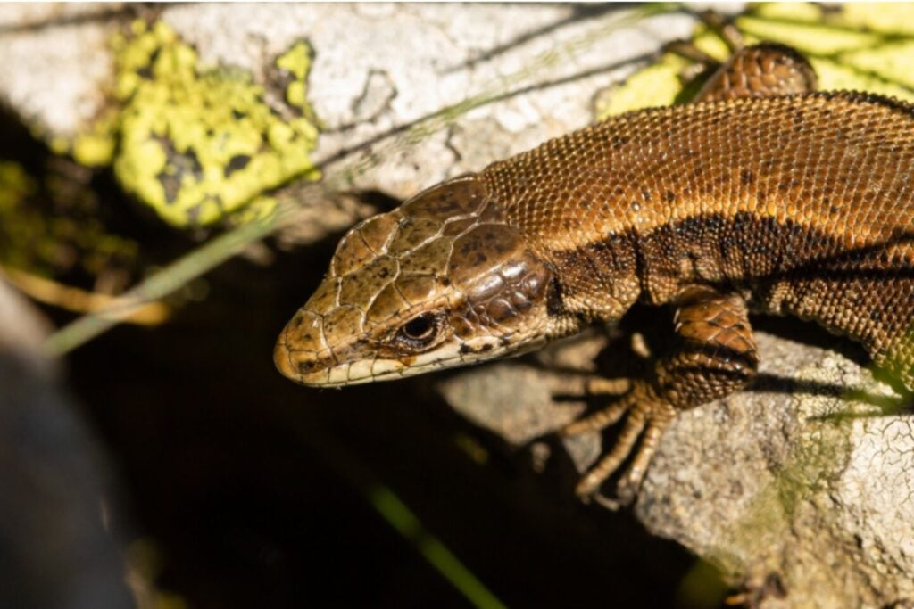 Lagartos y fuego: cómo estos reptiles revelan secretos de resiliencia ecológica