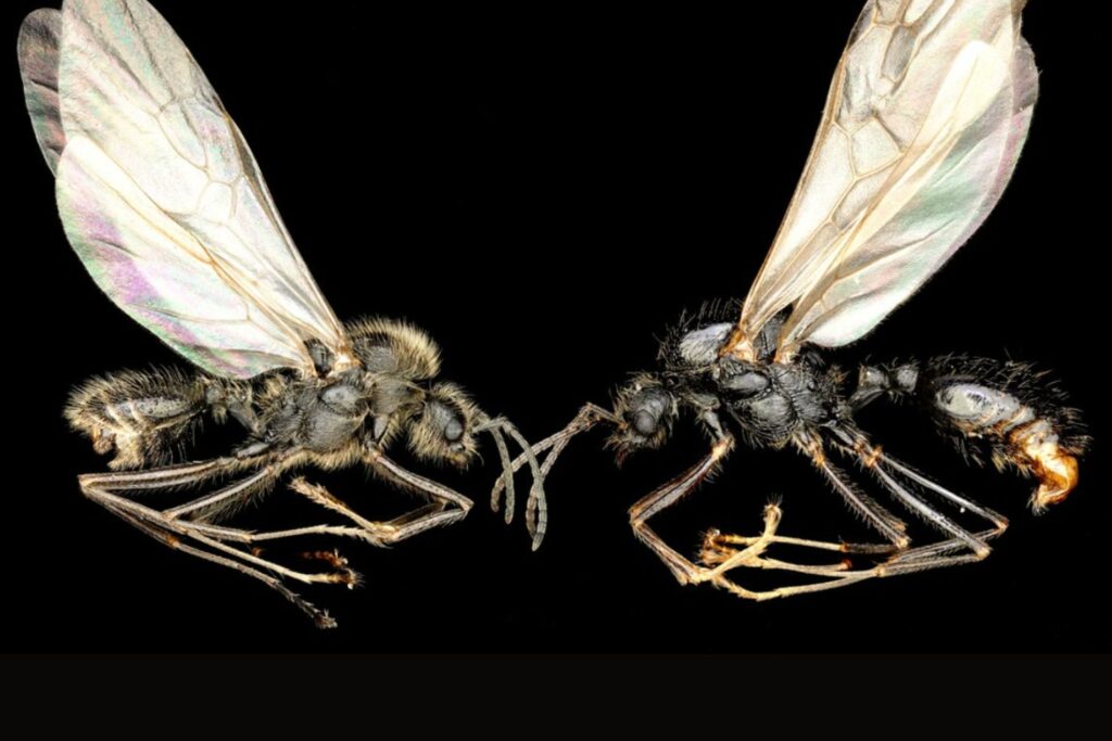 La hormiga que clona a otra especie: un hallazgo que desconcierta a la biología