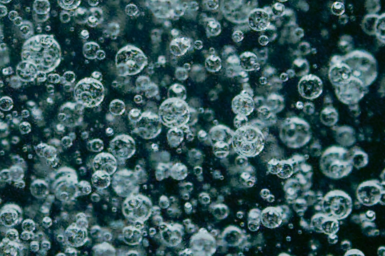 Agua oxigenada: el secreto inesperado que convierte tu botiquín en aliado del jardín