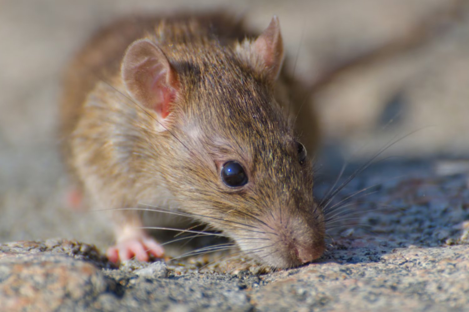 El secreto bajo las patas: por qué los roedores tienen uñas planas en lugar de garras