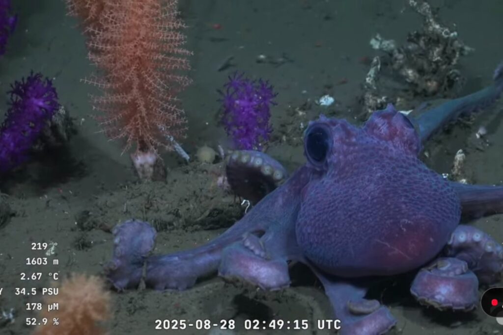 El pulpo con verrugas que sorprendió en las profundidades de Uruguay