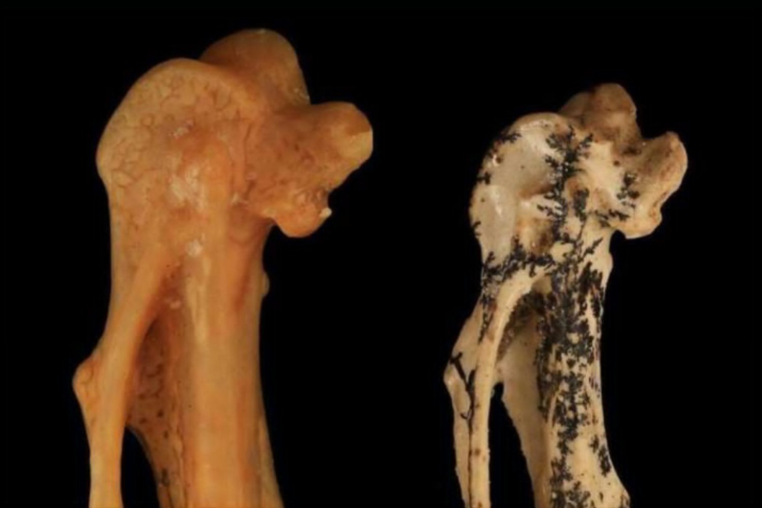 Un ave ancestral en Australia revela secretos de la selva del Mioceno