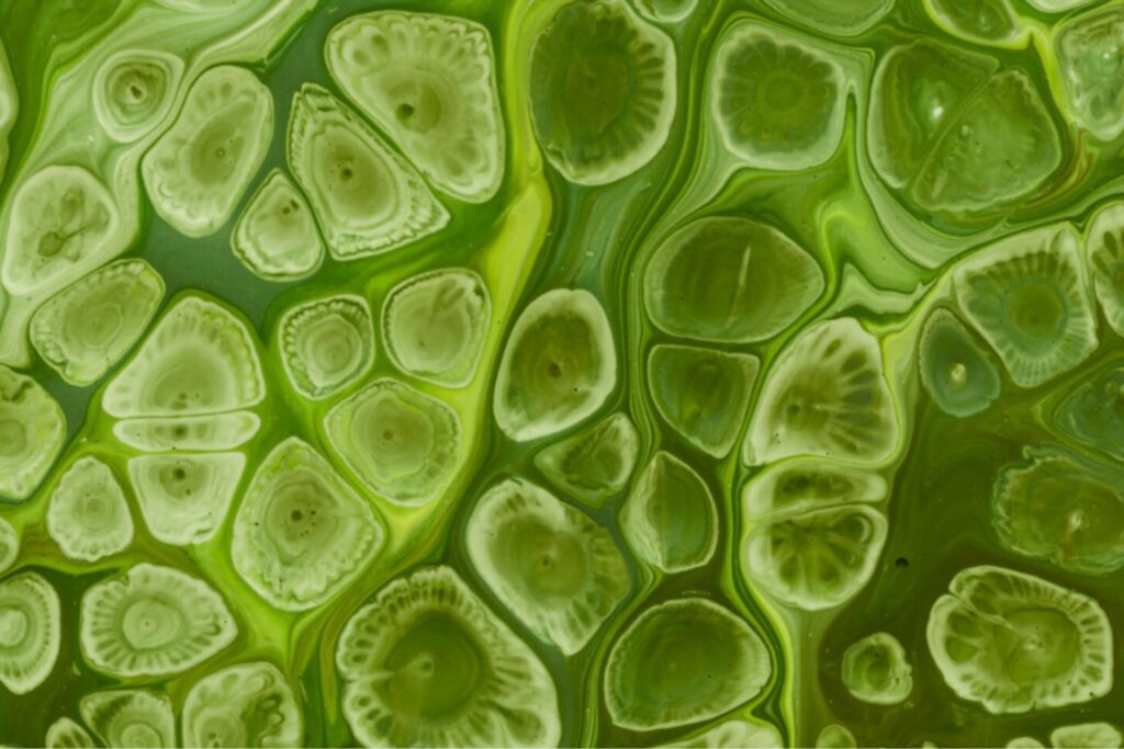 Por qué descifrar los misterios de las células madre vegetales mejorará la seguridad alimentaria frente al cambio climático