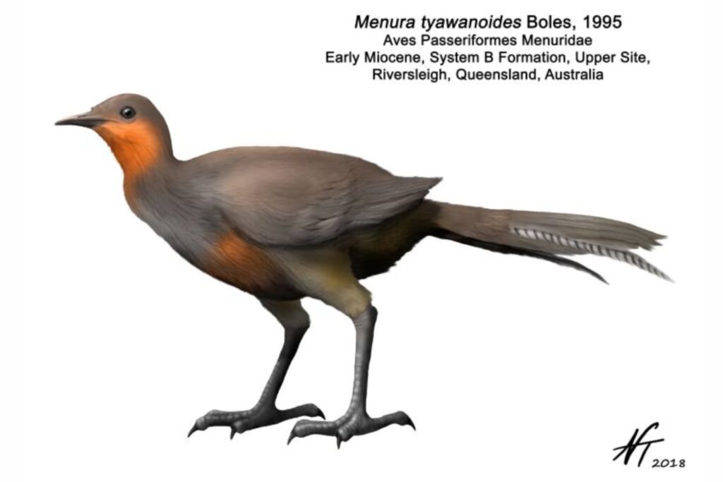 Un ave ancestral en Australia revela secretos de la selva del Mioceno
