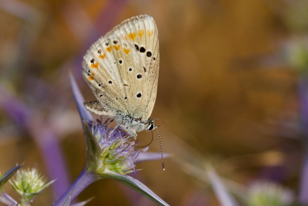La mariposa récord: 229 pares de cromosomas que podrían enseñar cómo frenar el cáncer