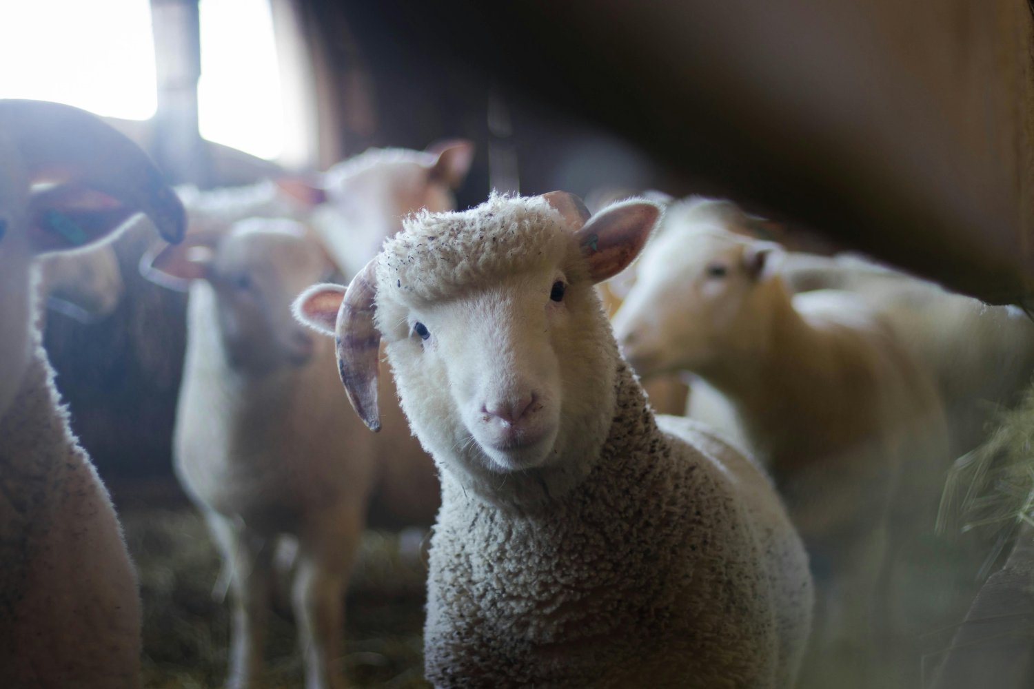 Cómo los humanos cambiaron para siempre el tamaño de animales salvajes y domésticos