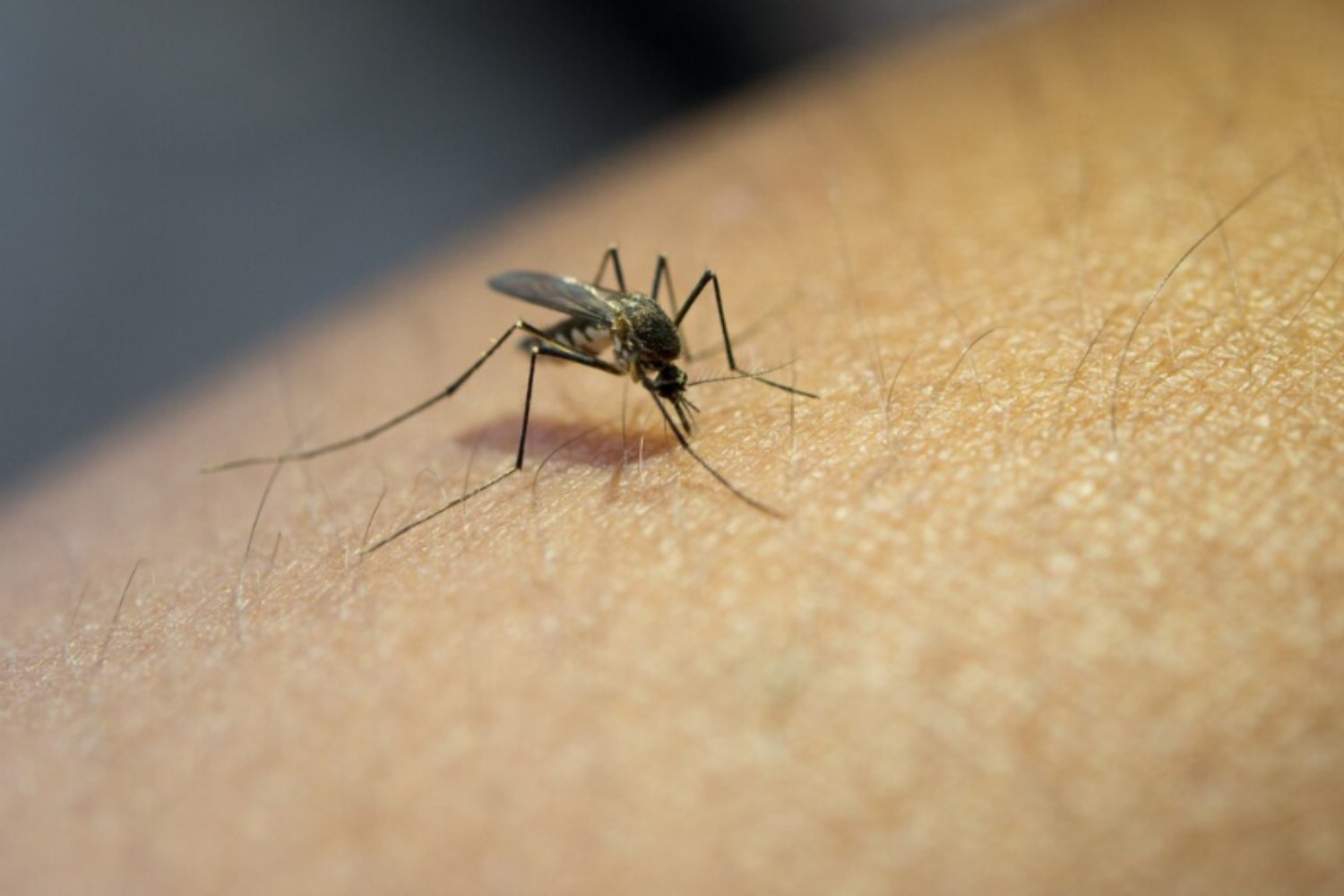 El único país sin mosquitos… ¿pero por cuánto tiempo más?