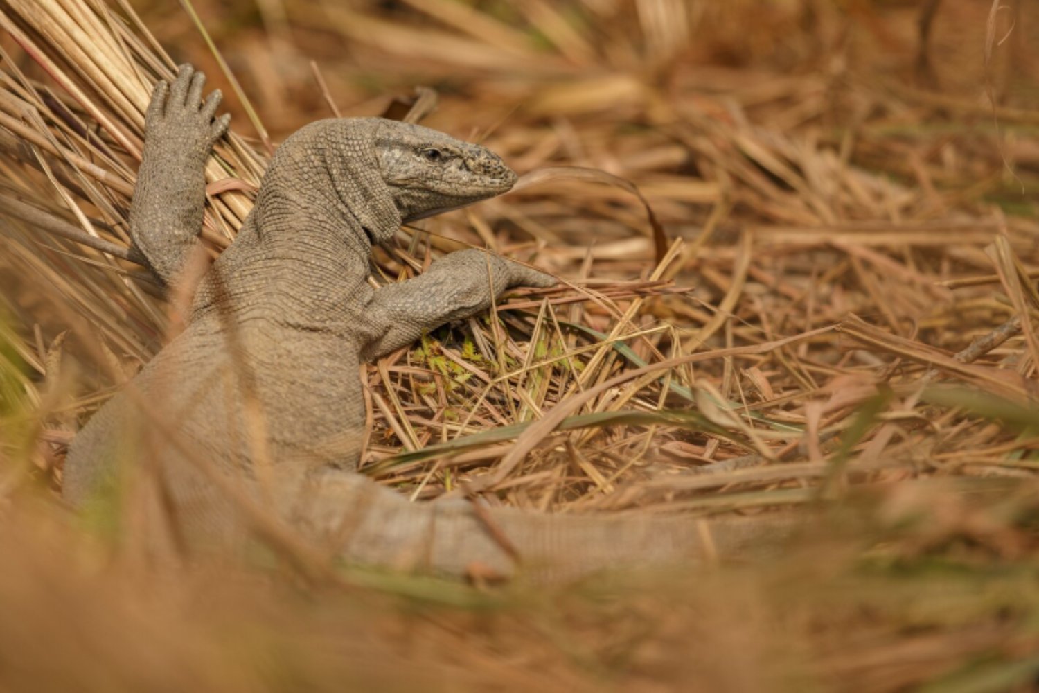 Lagartos y fuego: cómo estos reptiles revelan secretos de resiliencia ecológica