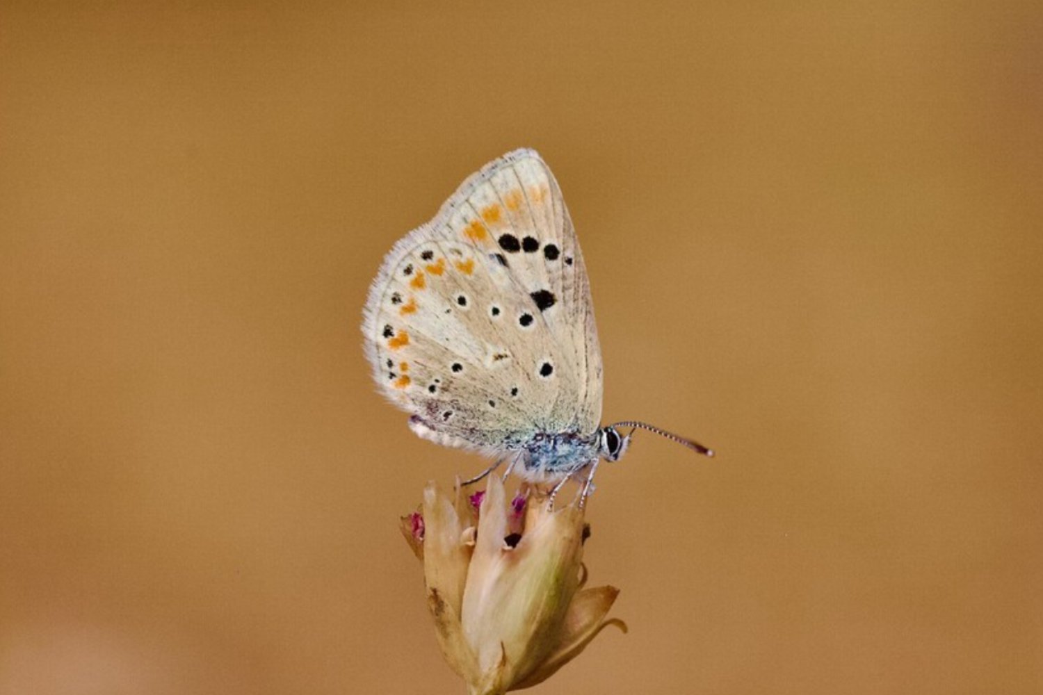 La mariposa récord: 229 pares de cromosomas que podrían enseñar cómo frenar el cáncer