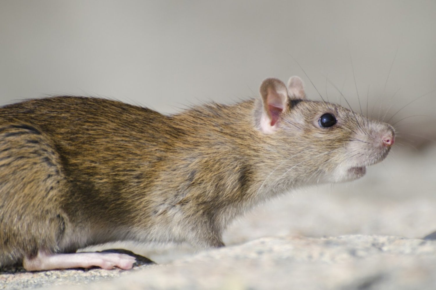 El sorprendente experimento que revela cómo las ratas muestran empatía y evitan dañar a sus compañeras