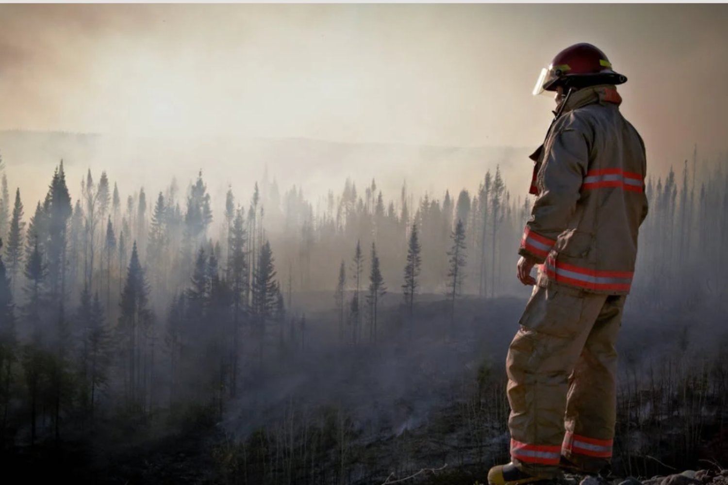 Herbívoros y fuego controlado: la alianza olvidada que puede salvar nuestros bosques