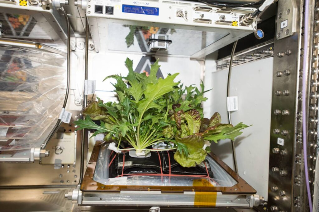 Fotosíntesis artificial: la molécula suiza que imita a las plantas y almacena energía solar