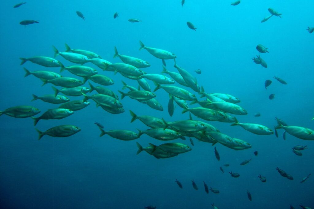 El lenguaje secreto de los peces: cómo sus sonidos pueden salvar los océanos