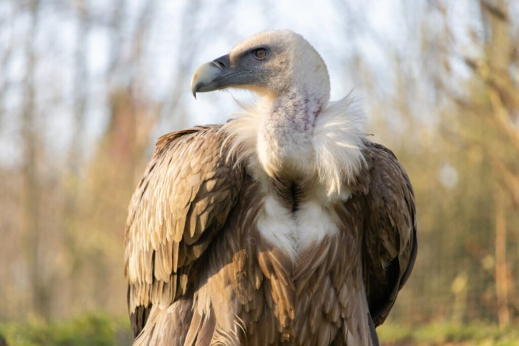 Tragedia en silencio: cómo la caída de los buitres en India disparó muertes humanas