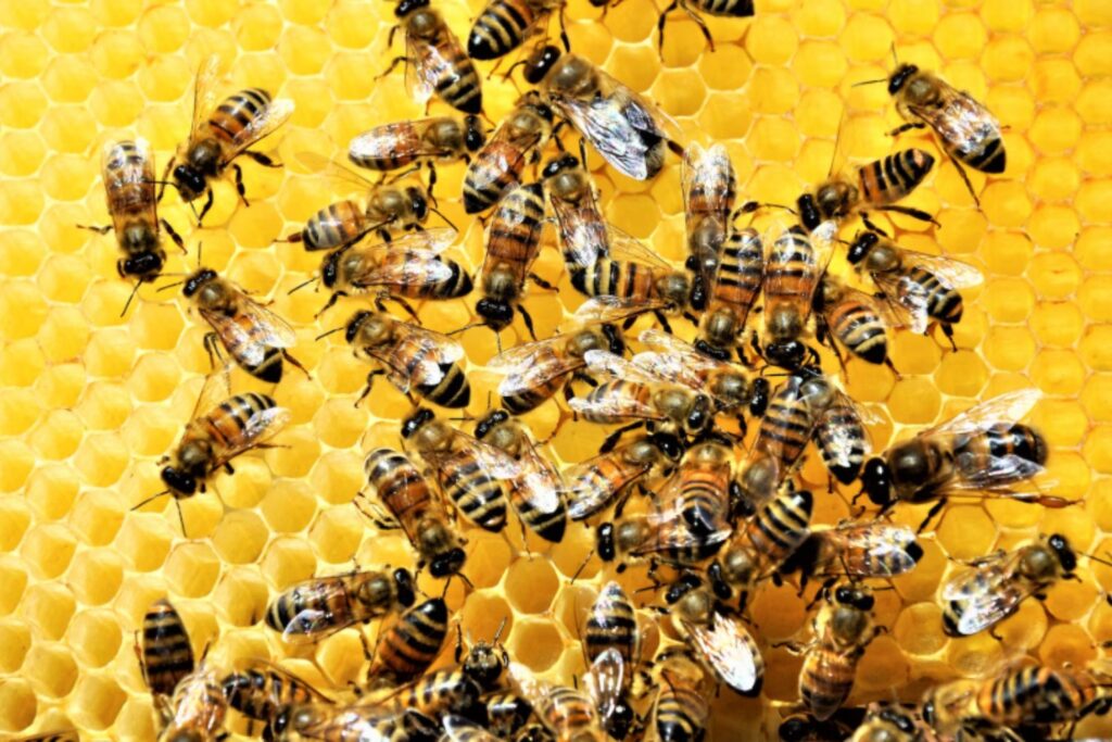 El sorprendente ingenio de las abejas y sus secretos de construcción revelados por la ciencia