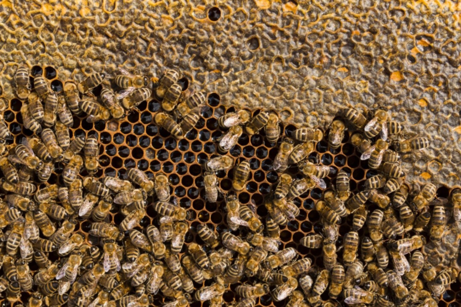 El sorprendente ingenio de las abejas y sus secretos de construcción revelados por la ciencia