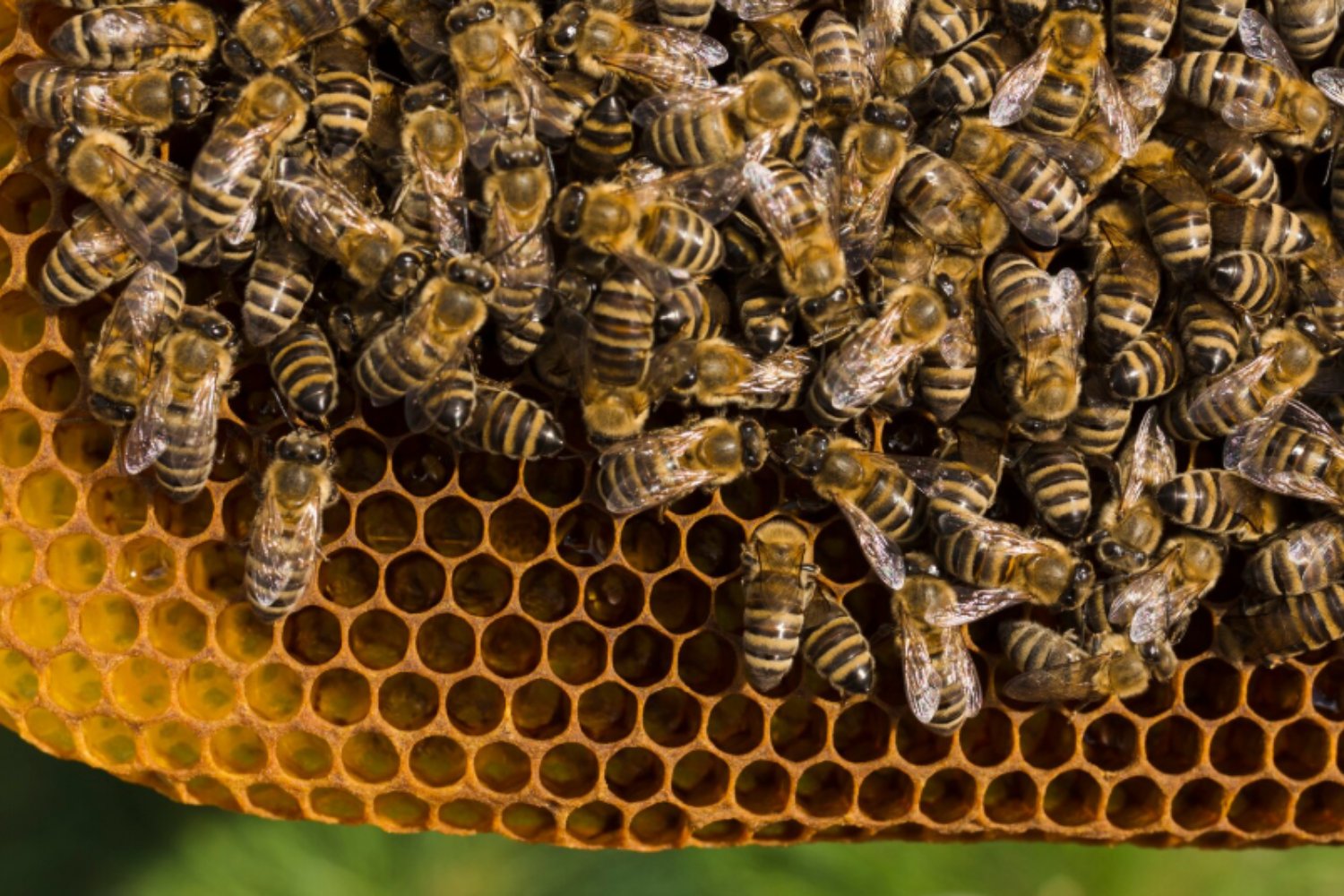El sorprendente ingenio de las abejas y sus secretos de construcción revelados por la ciencia