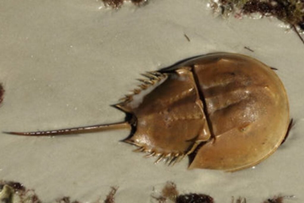 Un cangrejo tropical en la Antártida: la huella fósil que reescribe la historia de los océanos