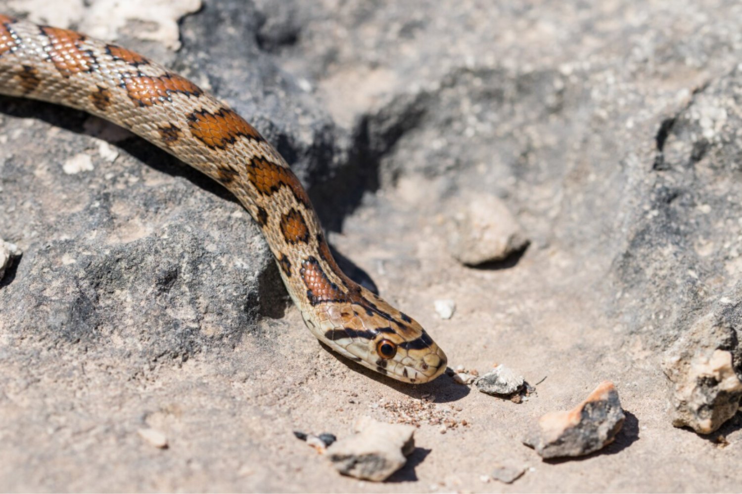 El veneno de las cobras bajo la lupa: cómo la inteligencia artificial podría neutralizarlo para siempre