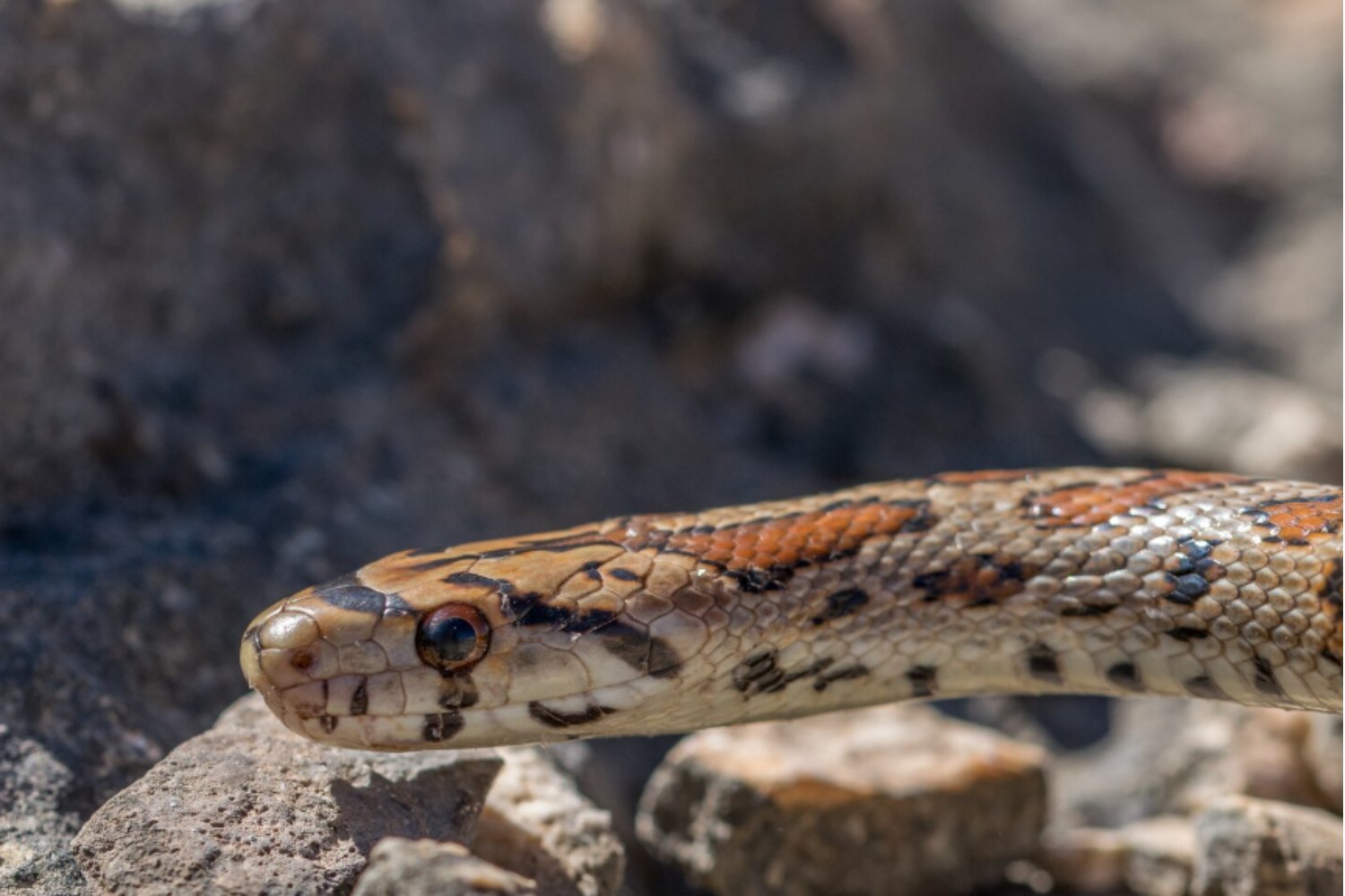 El veneno de las cobras bajo la lupa: cómo la inteligencia artificial podría neutralizarlo para siempre