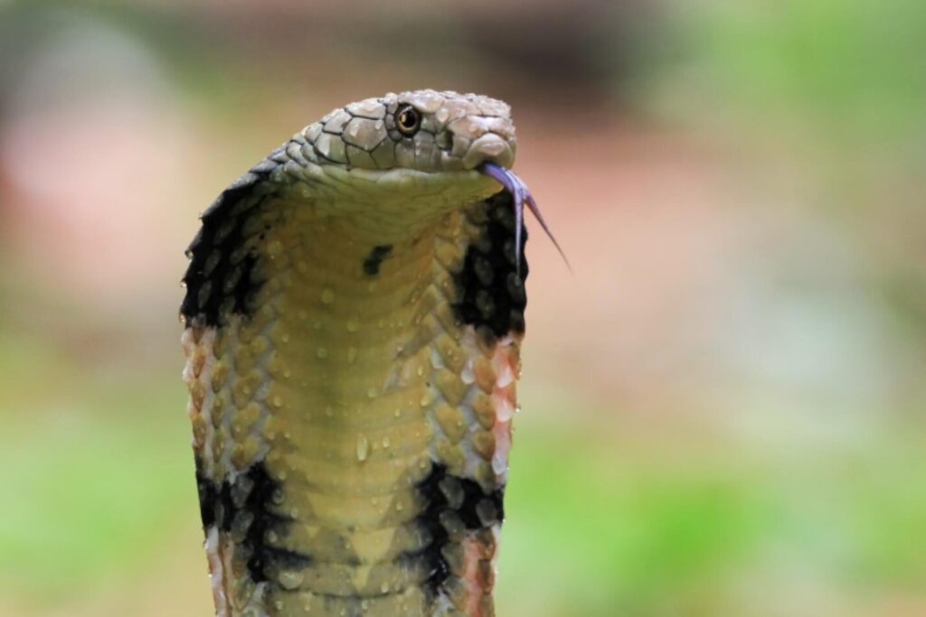 El extraño duelo de las cobras reales en Tailandia: combates sin veneno ni mordidas