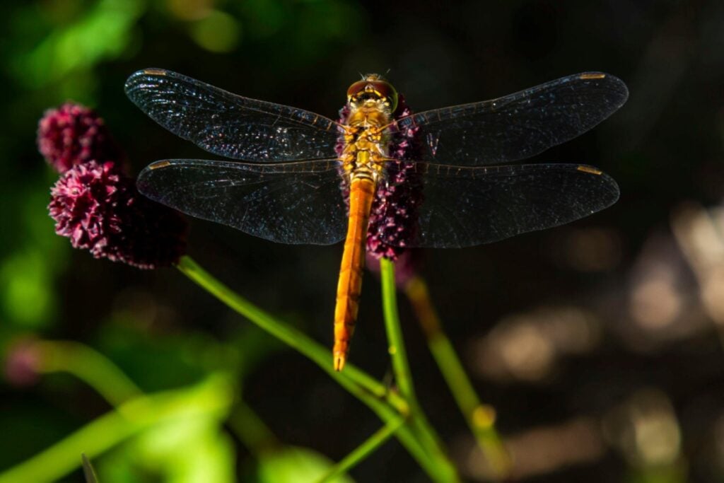 El ala de libélula que volaba entre dinosaurios y revela un capítulo perdido de la evolución