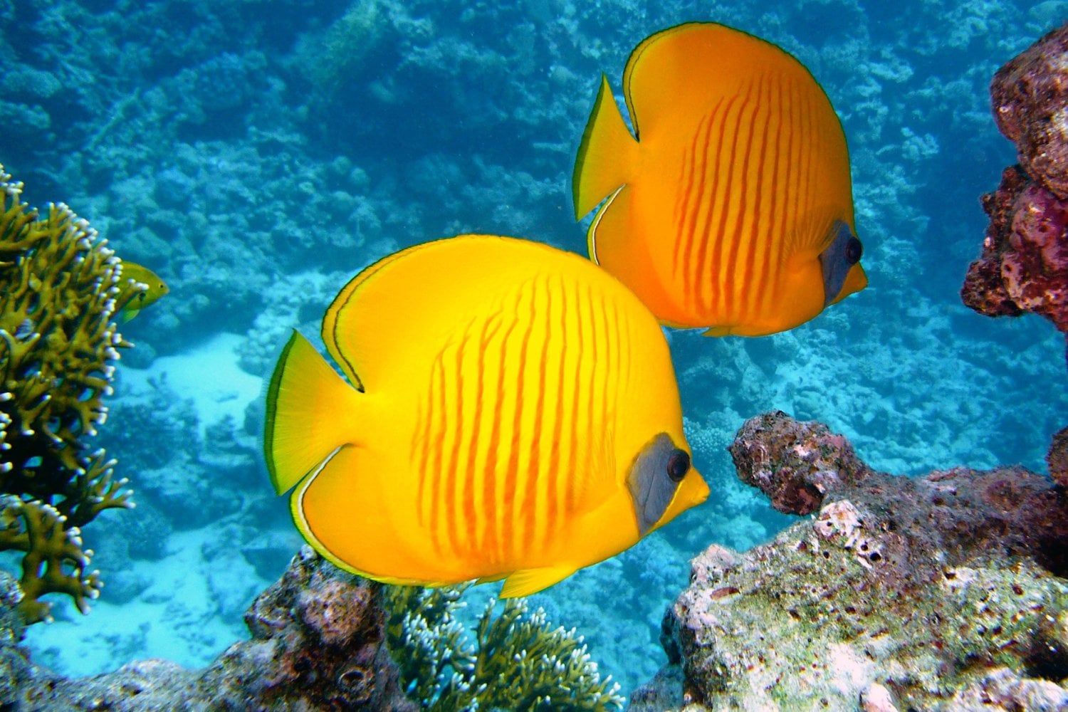 El sorprendente secreto de los arrecifes: la herramienta que permite “escuchar” a los peces
