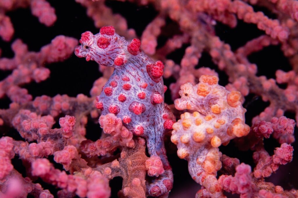 El maestro invisible del arrecife: el caballito de mar pigmeo y su camuflaje perfecto