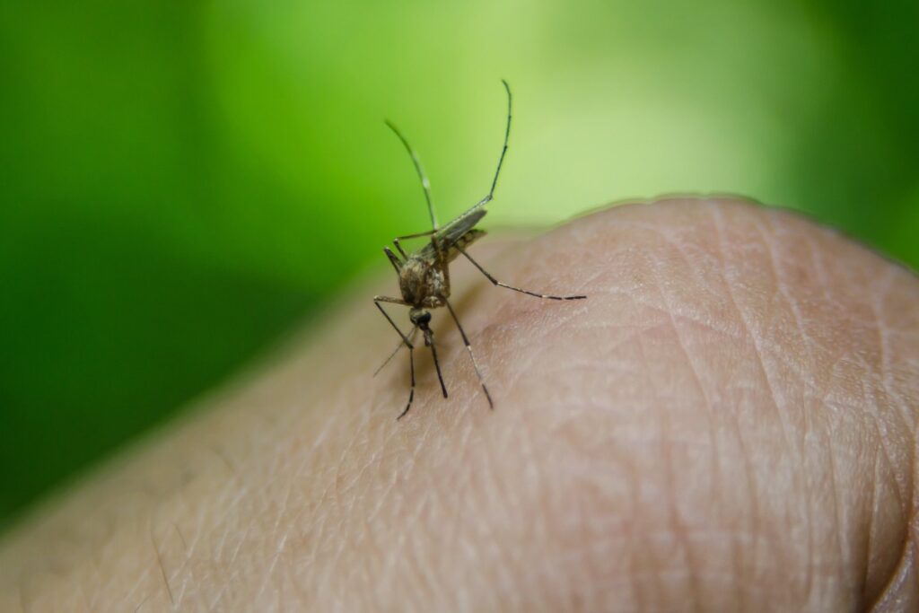 El mosquito del dengue tiene una variante americana que prefiere picar a los humanos
