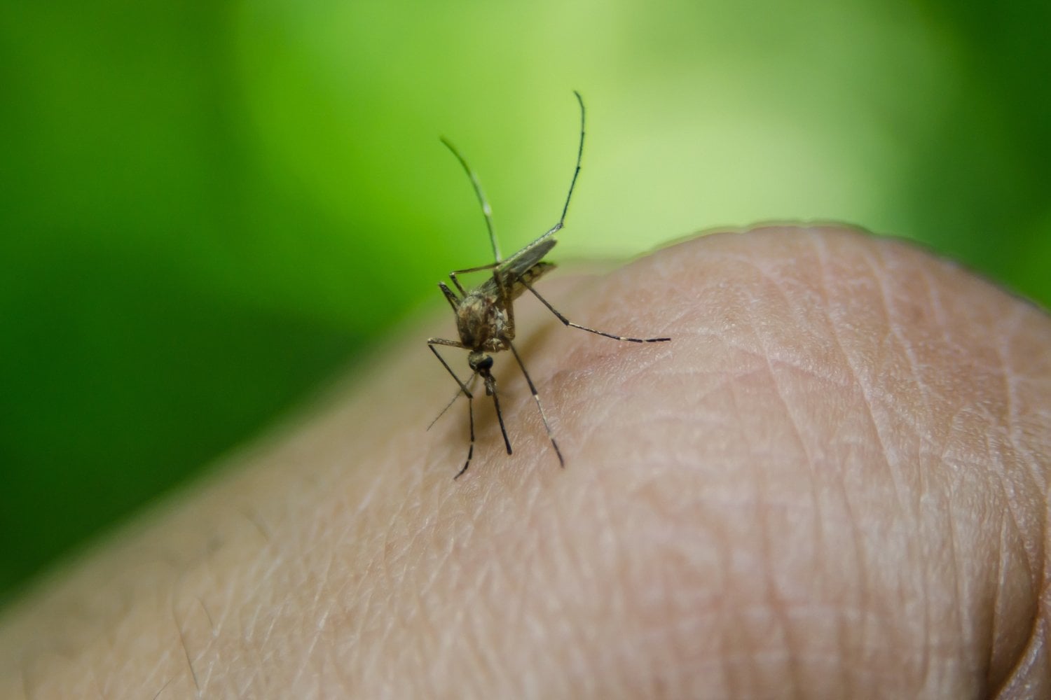 El mosquito del dengue tiene una variante americana que prefiere picar a los humanos
