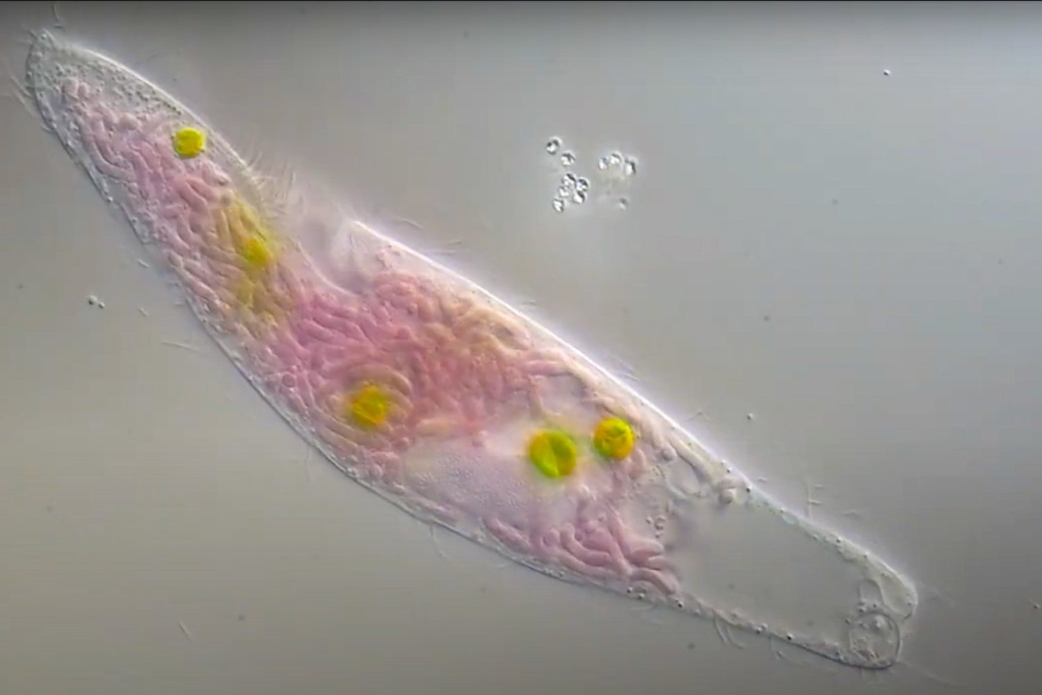 El “turno nocturno” de las microalgas: revelan cómo logran crecer aun sin luz