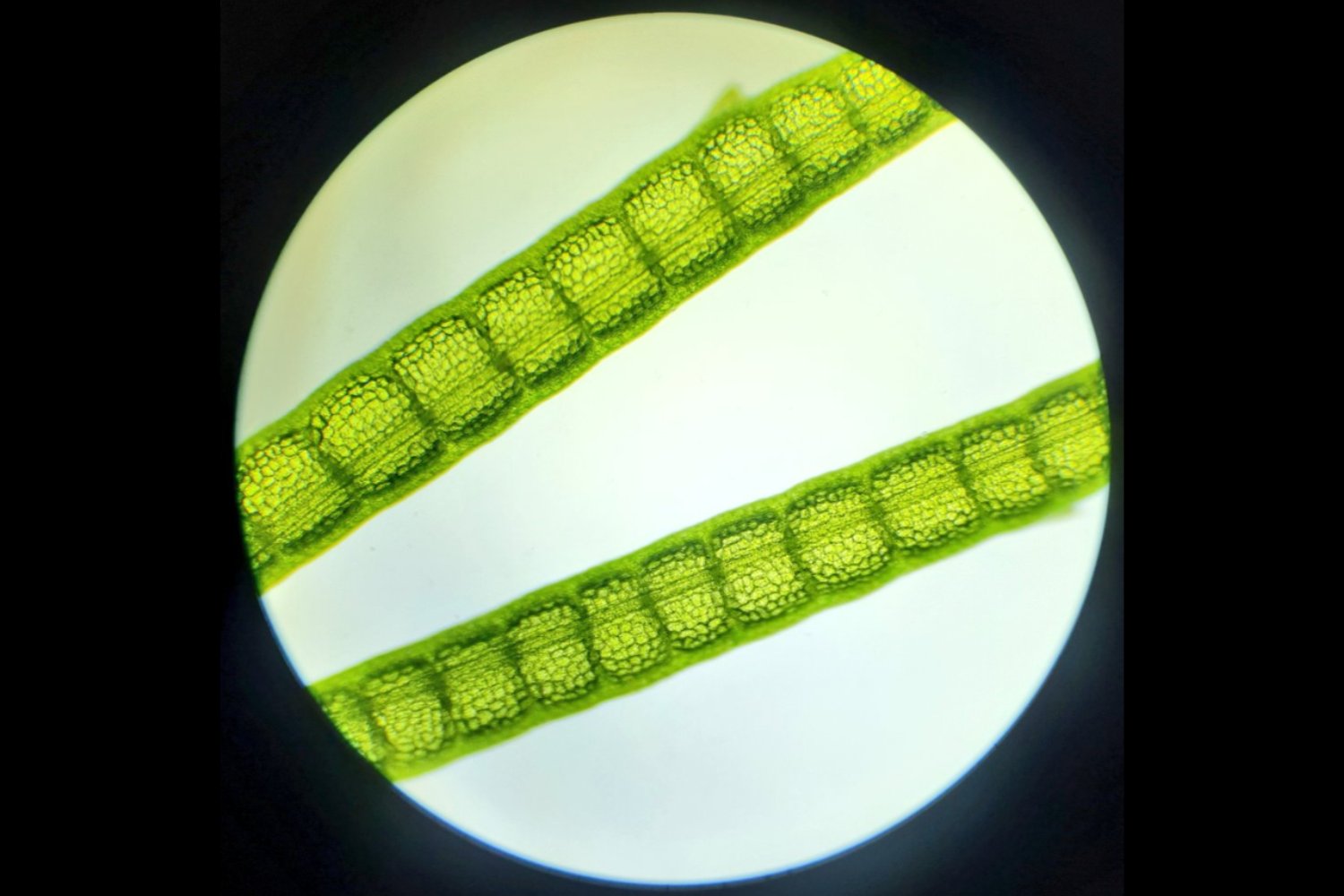 El “turno nocturno” de las microalgas: revelan cómo logran crecer aun sin luz