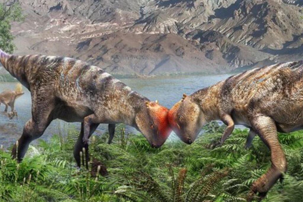 El dinosaurio de “cabeza preciosa” que reescribe la evolución de los cráneos abovedados