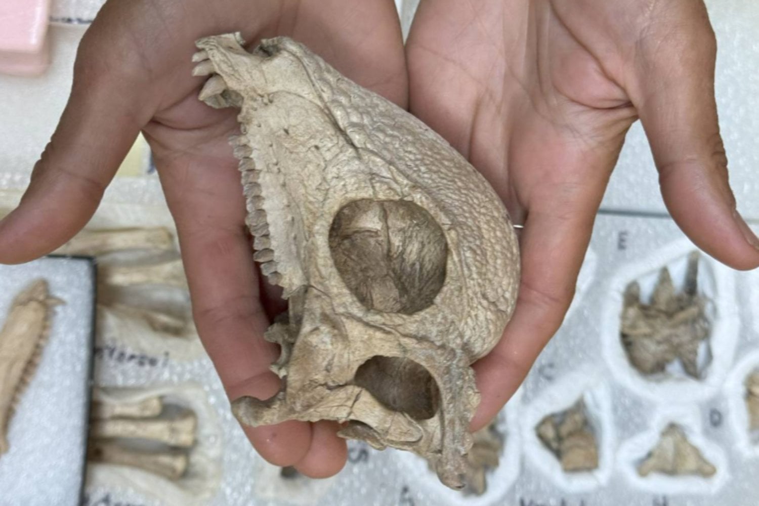 El dinosaurio de “cabeza preciosa” que reescribe la evolución de los cráneos abovedados