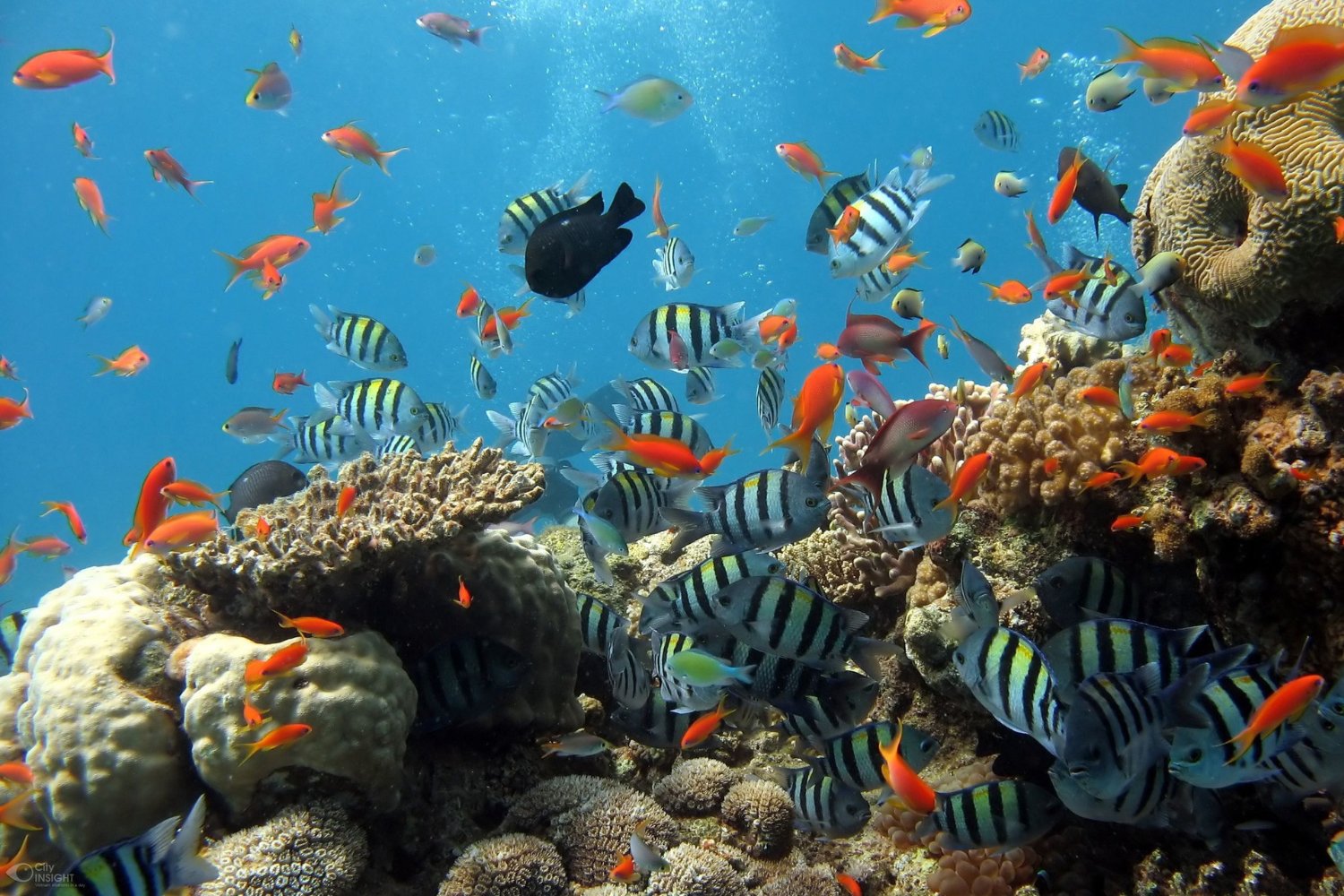 El sorprendente secreto de los arrecifes: la herramienta que permite “escuchar” a los peces