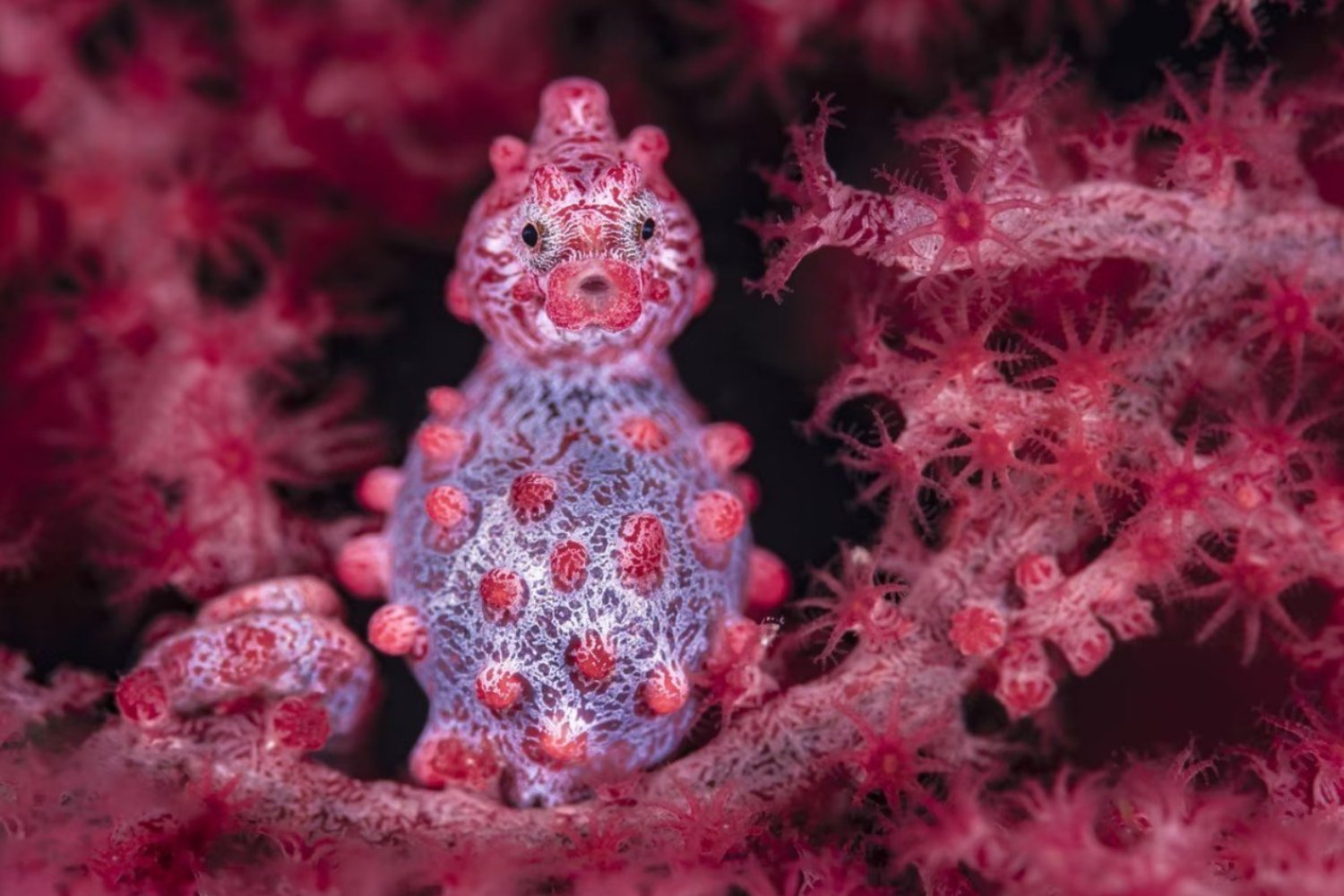 El maestro invisible del arrecife: el caballito de mar pigmeo y su camuflaje perfecto