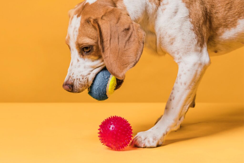 Perros con “memoria funcional”: cómo distinguen sus juguetes más allá de la apariencia