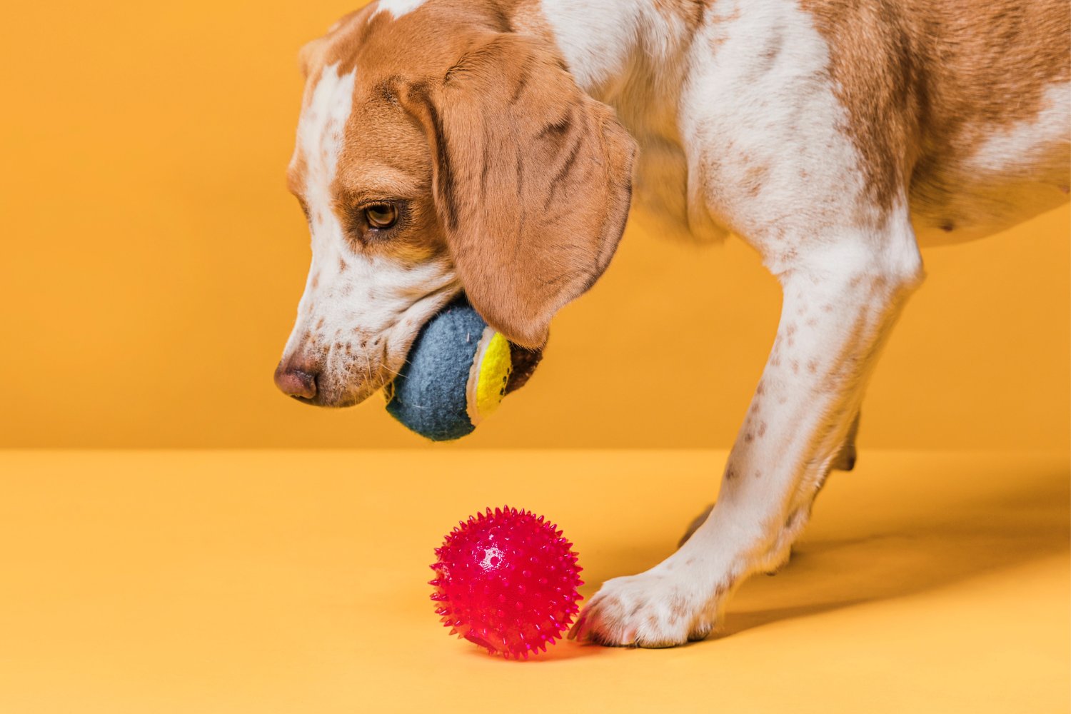 Perros con “memoria funcional”: cómo distinguen sus juguetes más allá de la apariencia