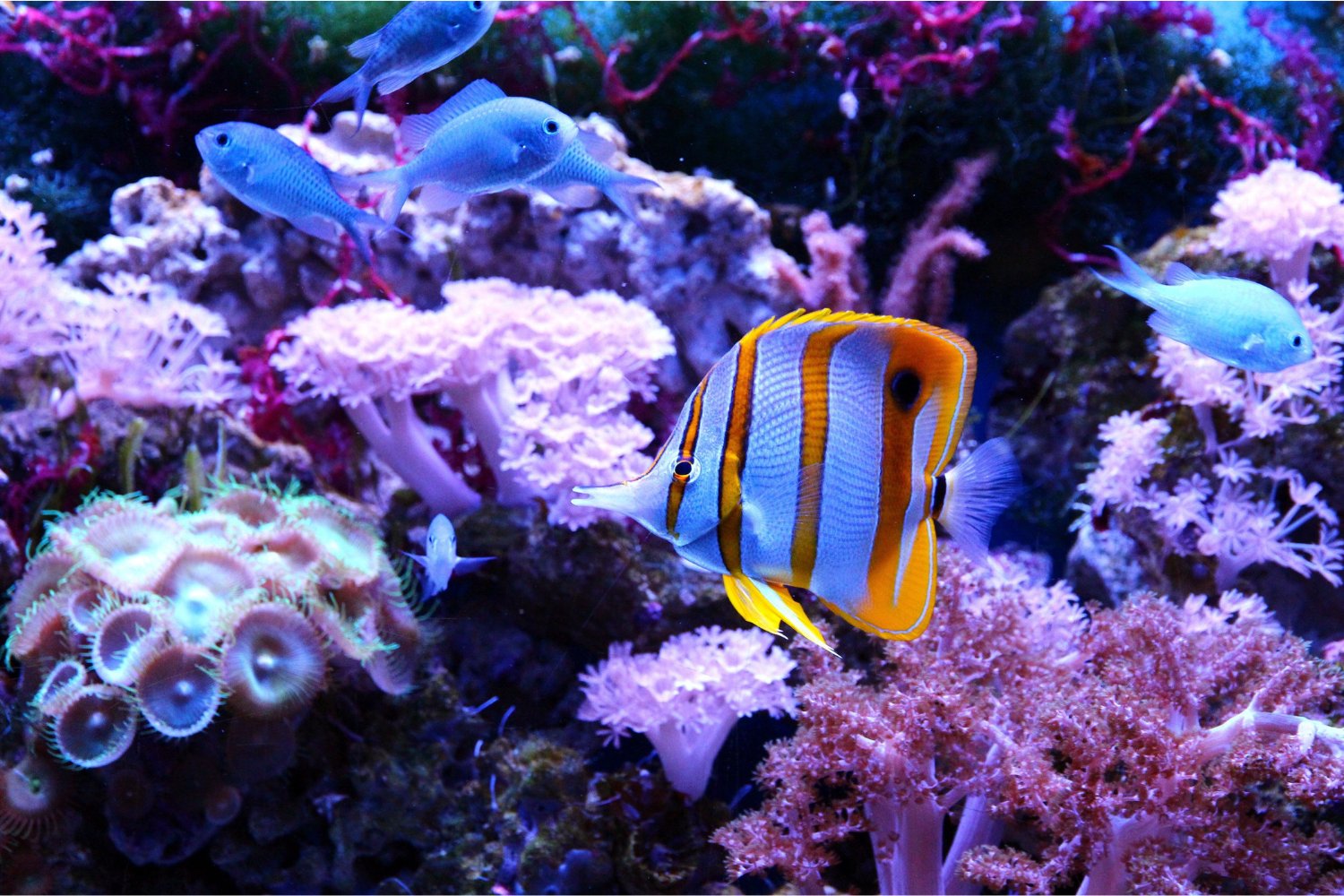 El sorprendente secreto de los arrecifes: la herramienta que permite “escuchar” a los peces