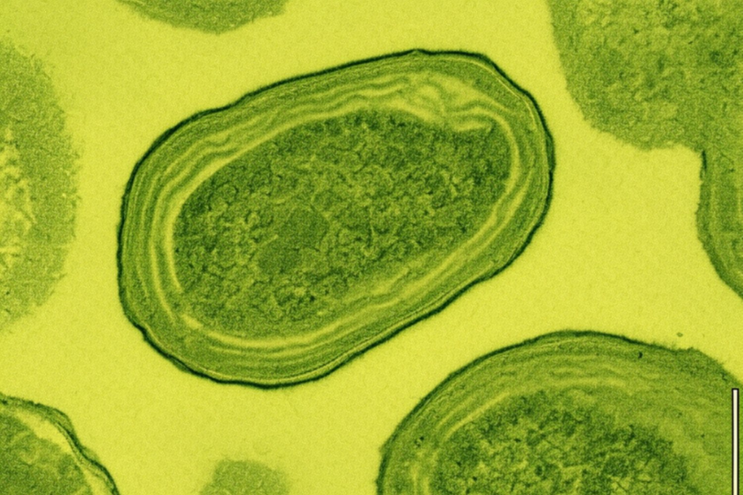 Gizmodo (9)