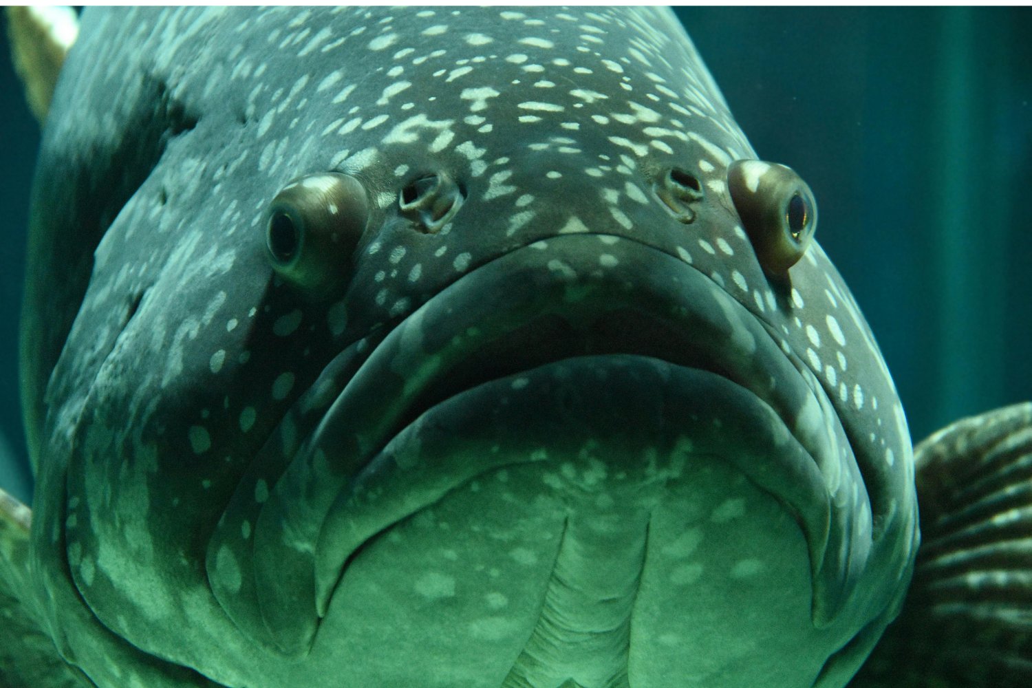 Dedos Humanos Y El Ano De Los Peces