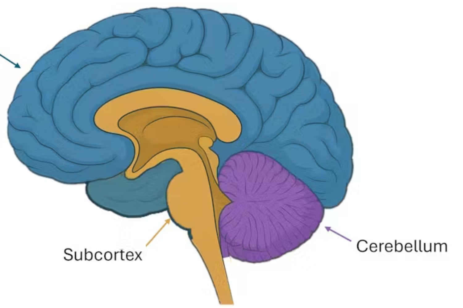 El Cerebro Humano Y La Consciencia