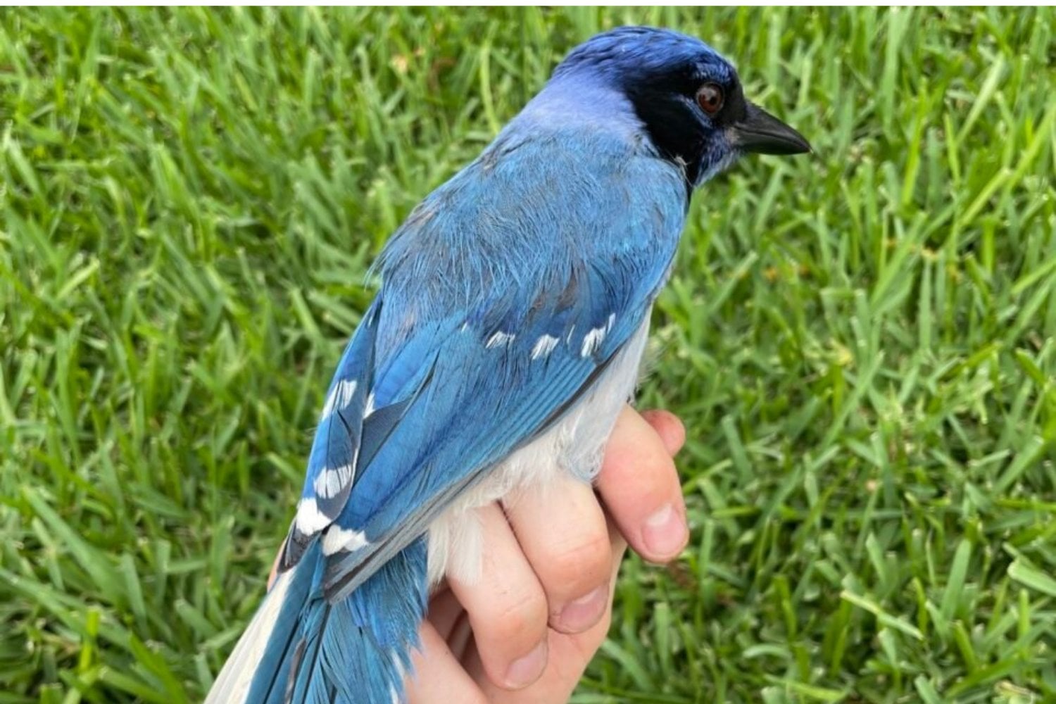 Extraña Urraca Hibrida