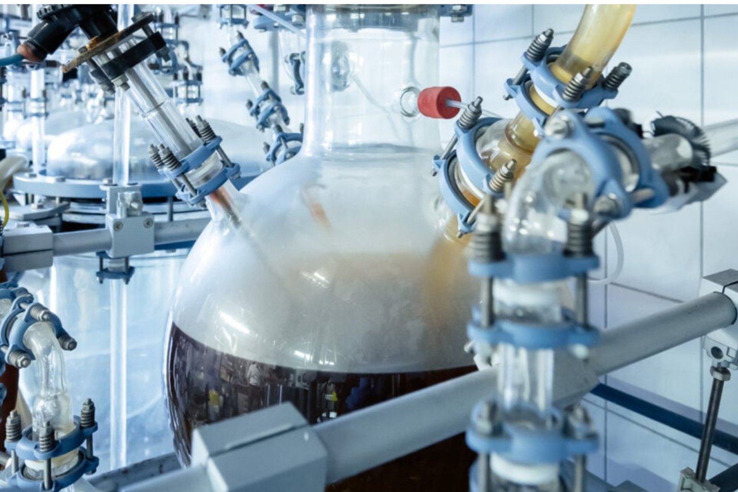 Hongo Que Convierte Plastico En Comestibles