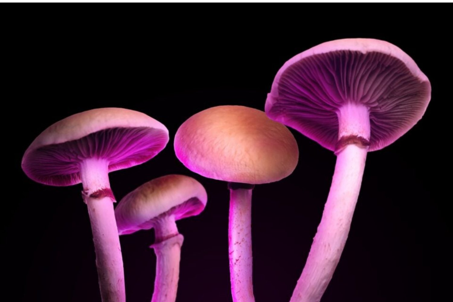 Hongos Magicos Comestibles