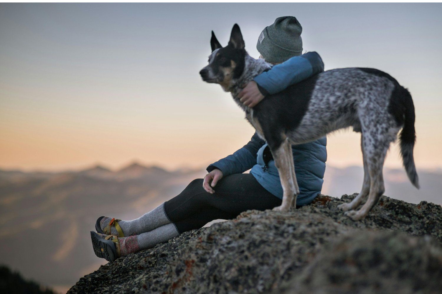 Impuesto En Bolzano A Perros Turistas