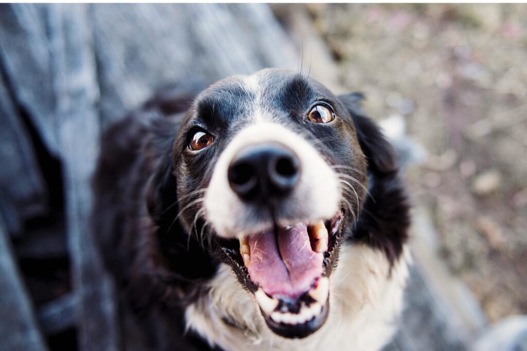 Impuesto Para Perros En Italia