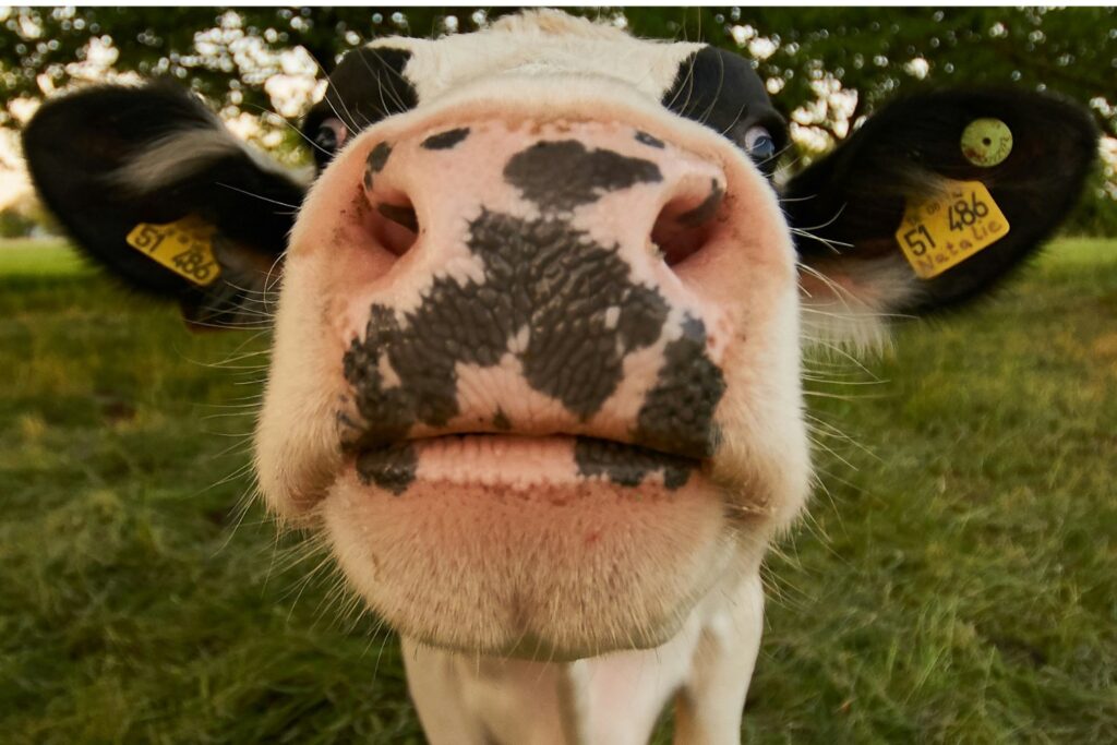 Pintan Vacas Con Rayas