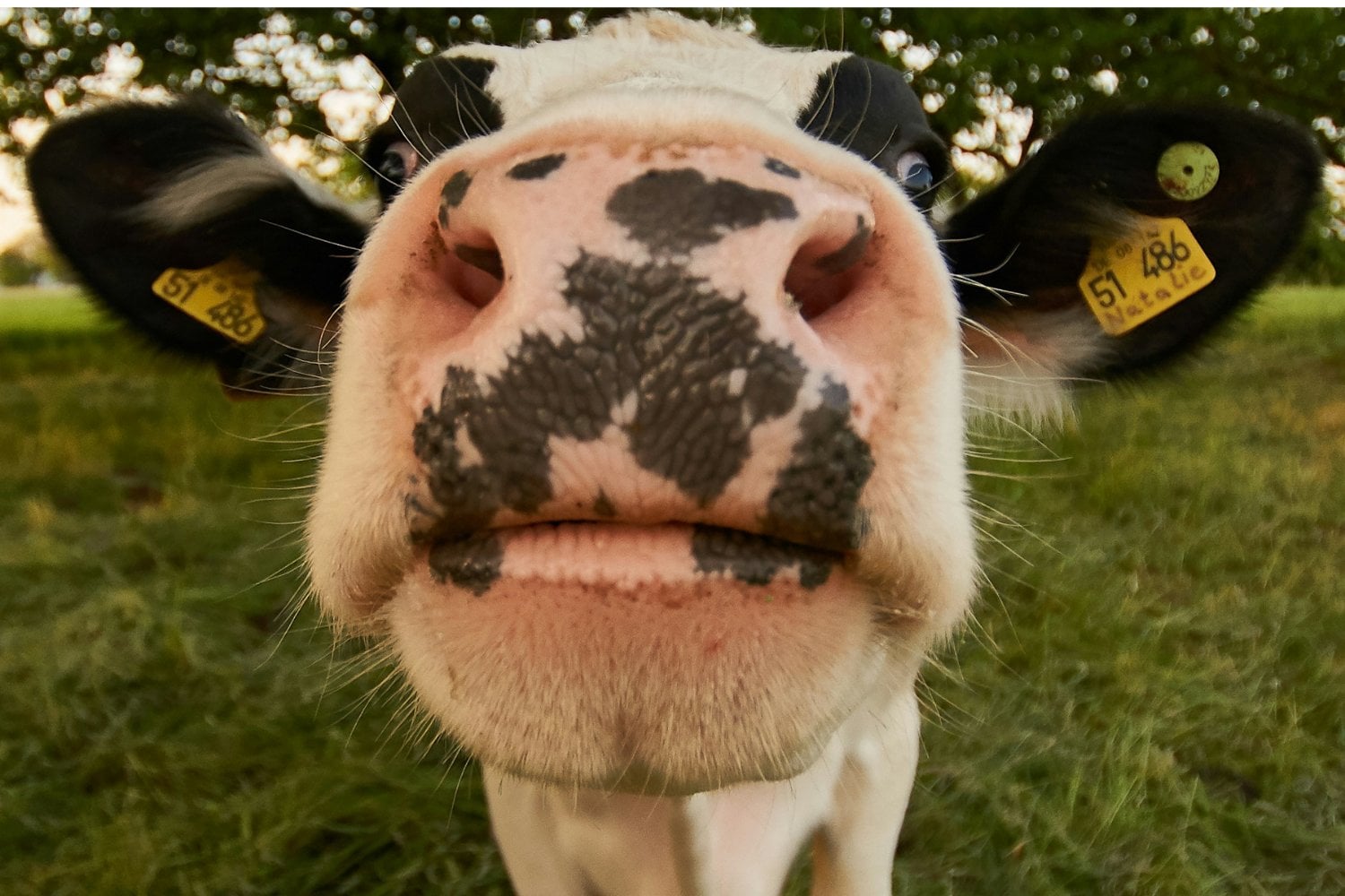 Pintan Vacas Con Rayas