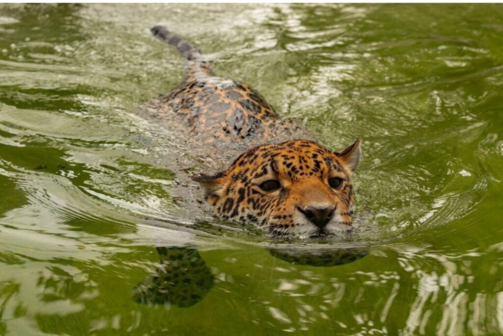 Record De Nado De Un Jaguar